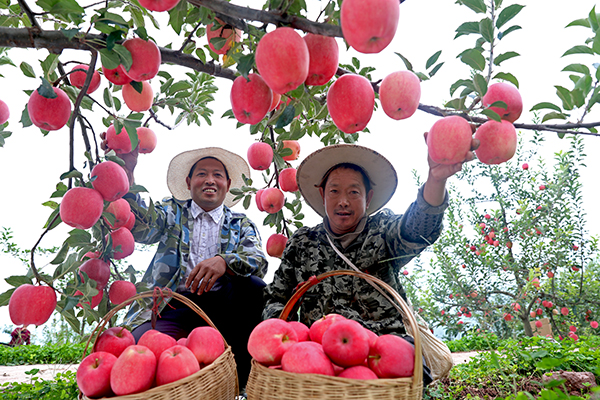 苹果丰收果农富新闻梅里斯种植苹果的新闻
